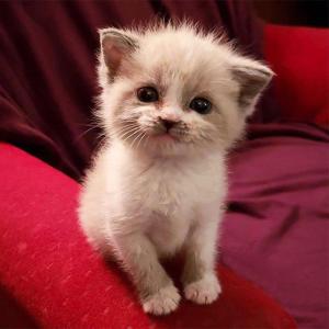 SadLyMeOwJ